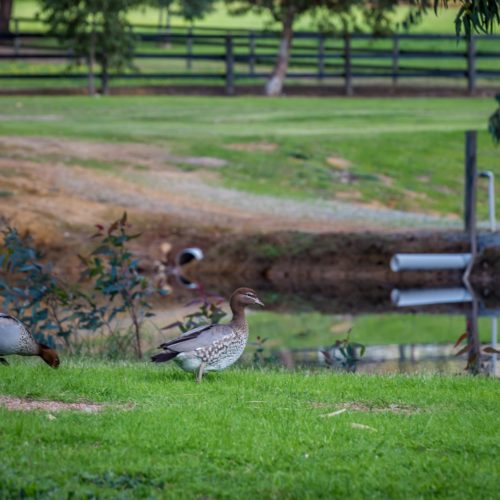 Ducks near a pond